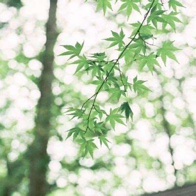 完美365体育ios下载