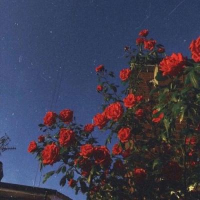 极速飞艇计划手机app下载