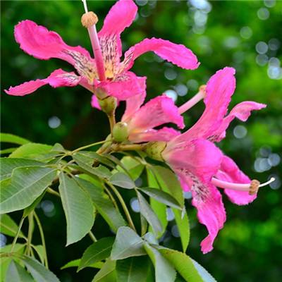 星空官方网站下载app