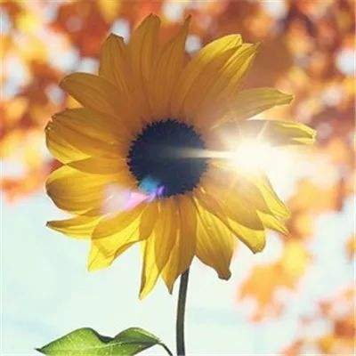 极速飞艇计划手机app下载